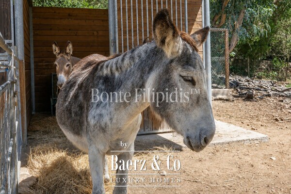 photo 19 Beautiful luxury home in Colares, Azoia